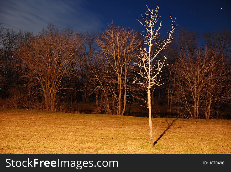 A night shot of trees by a canal in New Jersey, lit by a warm streetlight. A night shot of trees by a canal in New Jersey, lit by a warm streetlight.