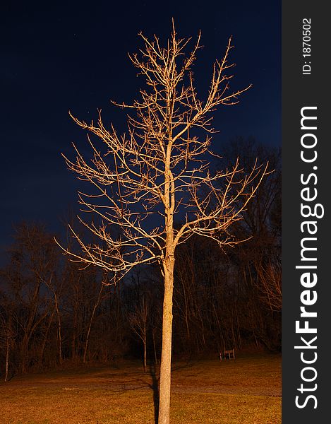 A night shot of a tree lit by a warm streetlight.