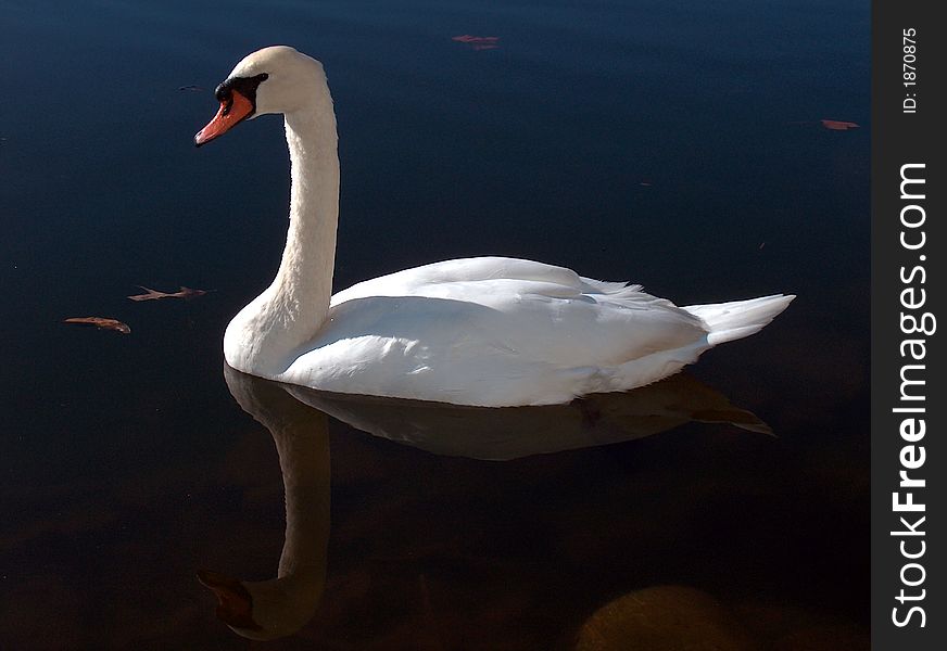 Beautiful swan in lake with reflection & leaves. Beautiful swan in lake with reflection & leaves.