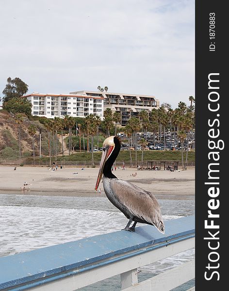 Pelican resting on a ral at the pier. Pelican resting on a ral at the pier