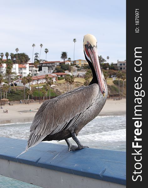 Pelican on rail