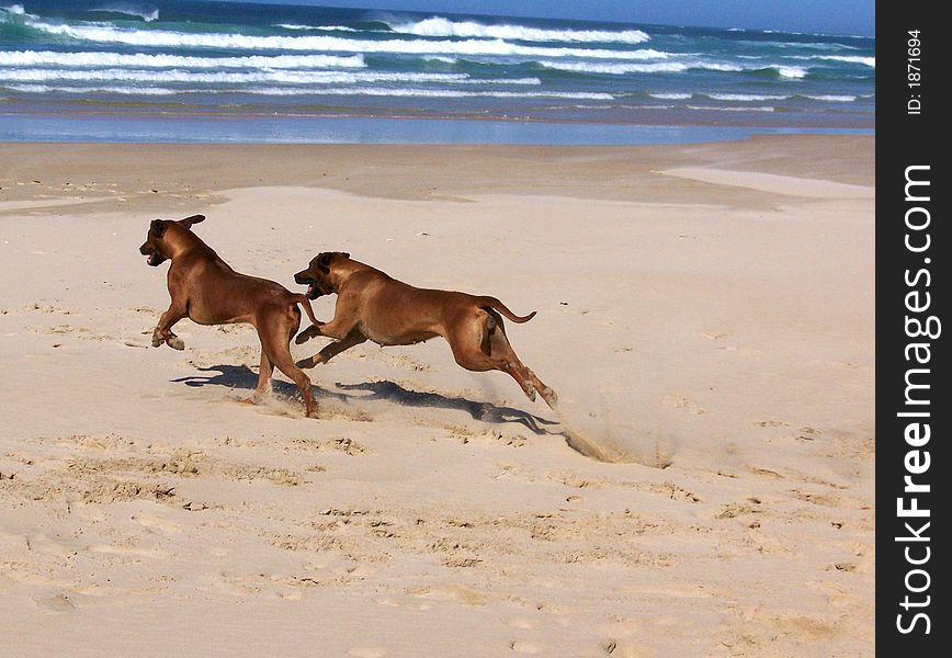 Two ridgebacks running and playing on the beach. Two ridgebacks running and playing on the beach