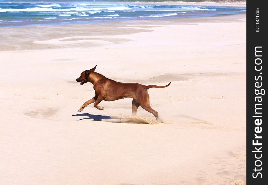 A ridgeback running on the sand. A ridgeback running on the sand