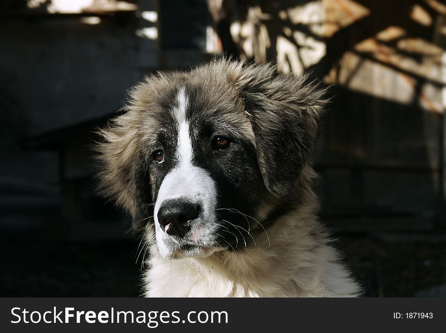 Portrait of worried young dog