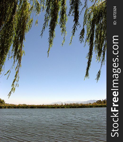 Portrait photo of weeping willow branches over a pond. Portrait photo of weeping willow branches over a pond.