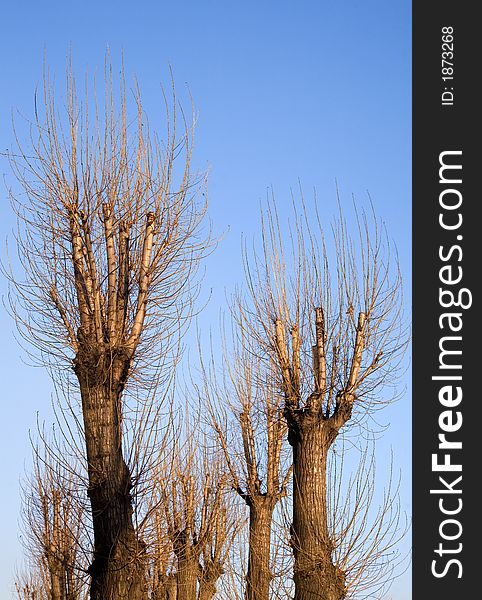 Winter trees without foliage pending spring on a background of the blue sky. Winter trees without foliage pending spring on a background of the blue sky