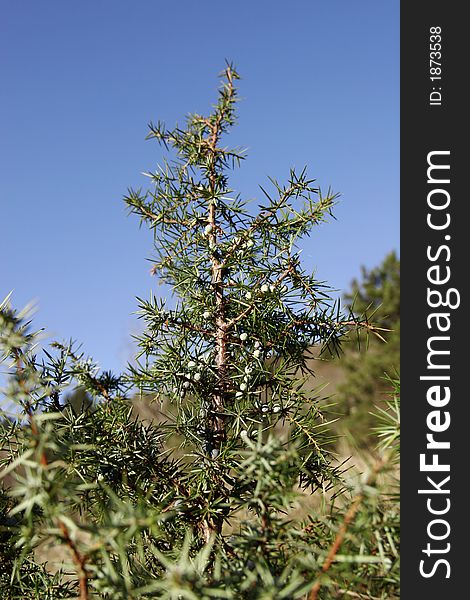 Prickly juniper with green-blue berries