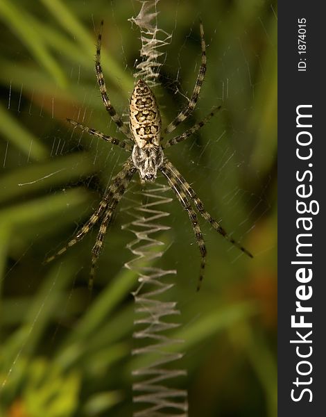 Macro photo of a Black and Yellow Argiope Spider on its web