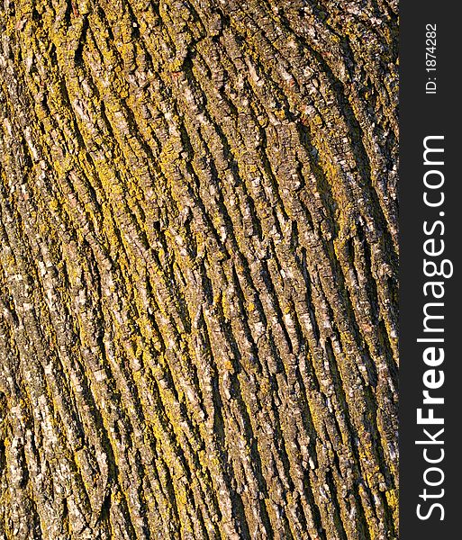 Tree Bark Background