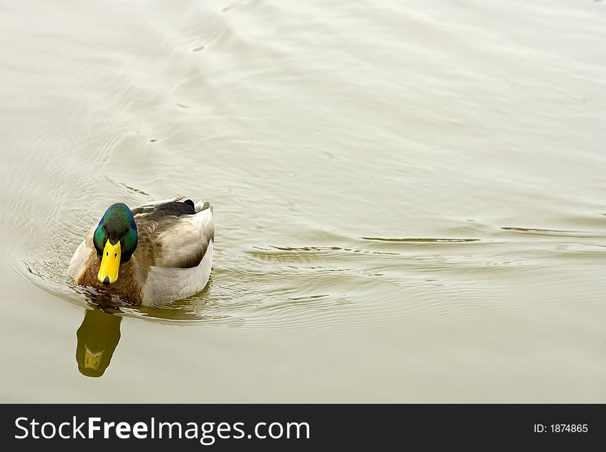 Mallard Duck near the Mall in Washington, D.C.