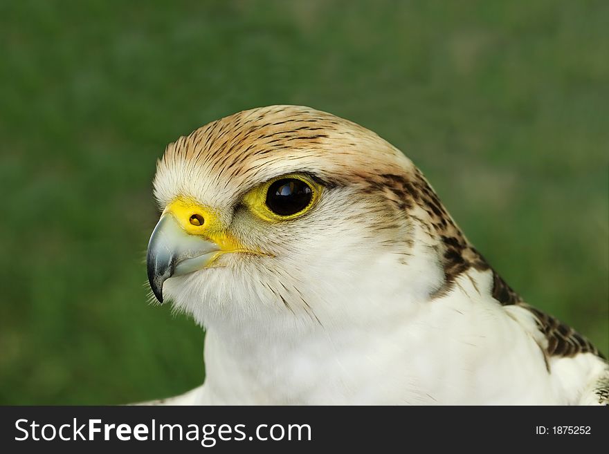 Portrait of a falcon bird of prey.