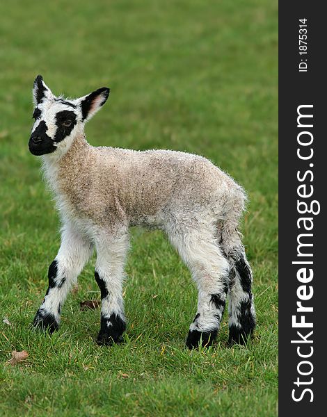 New born black and white speckled lamb standing alone in a field in spring. New born black and white speckled lamb standing alone in a field in spring.