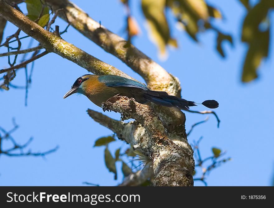 A Bo Bo Bird in the forest in Costa Rica