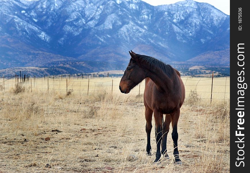 A horse standing in a field, looking to the side, with mountains in the background. A horse standing in a field, looking to the side, with mountains in the background.