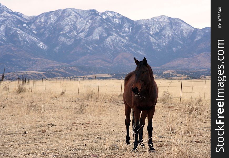 A horse standing in a field grazing. A horse standing in a field grazing.