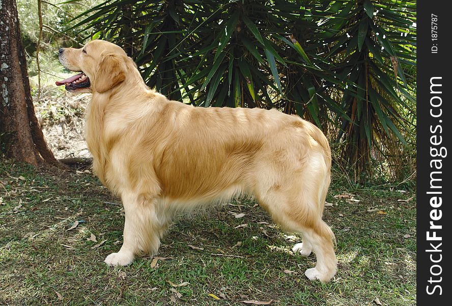 Pure breed Golden retriever dog standing posing. Pure breed Golden retriever dog standing posing