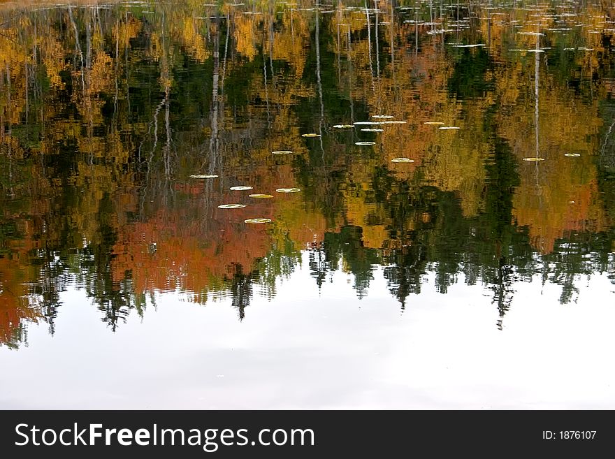 Reflection of a wood in lake in a autumn day. Reflection of a wood in lake in a autumn day