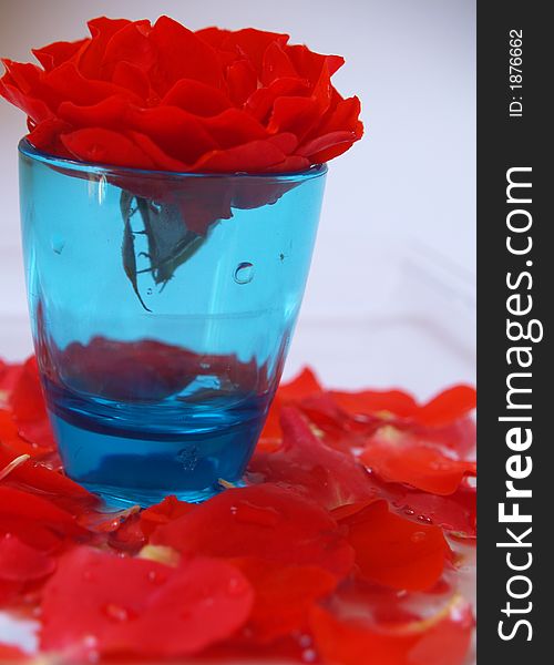 Red Rose bud with petals in water in a blue glass