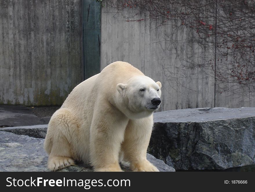 This shot was taken in a zoo in stutgard, when the white bear were resting