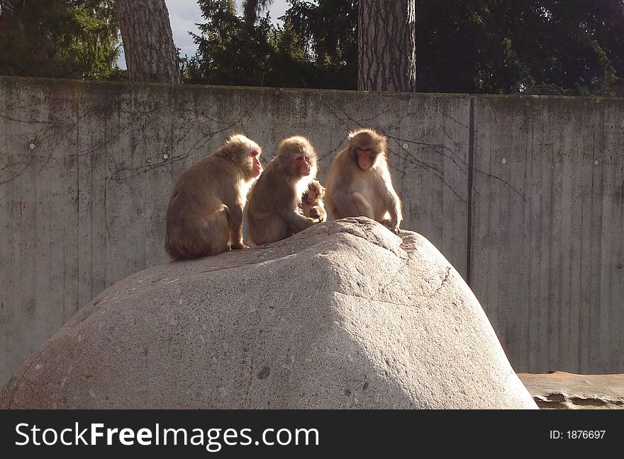 Three monkeys i found in a zoo in germany standing on a  rock. Three monkeys i found in a zoo in germany standing on a  rock