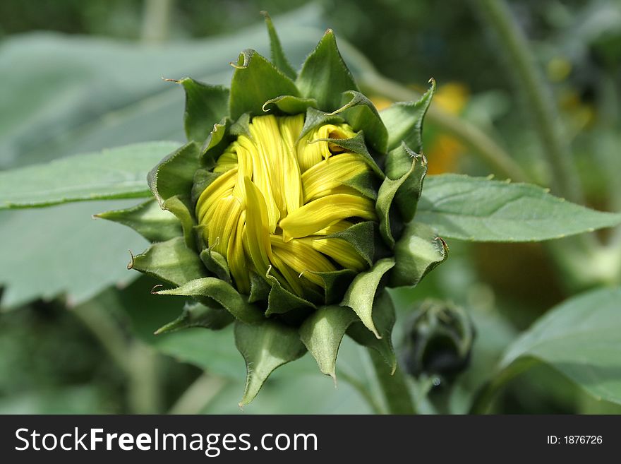 The sunflower bud. green leaf