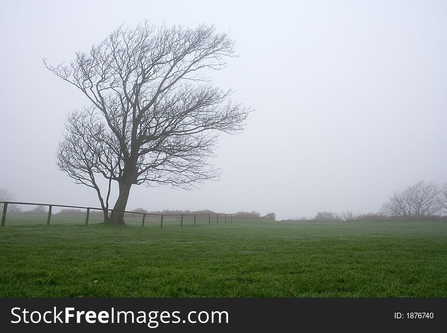 Tree in a park surrounded by fog. Tree in a park surrounded by fog