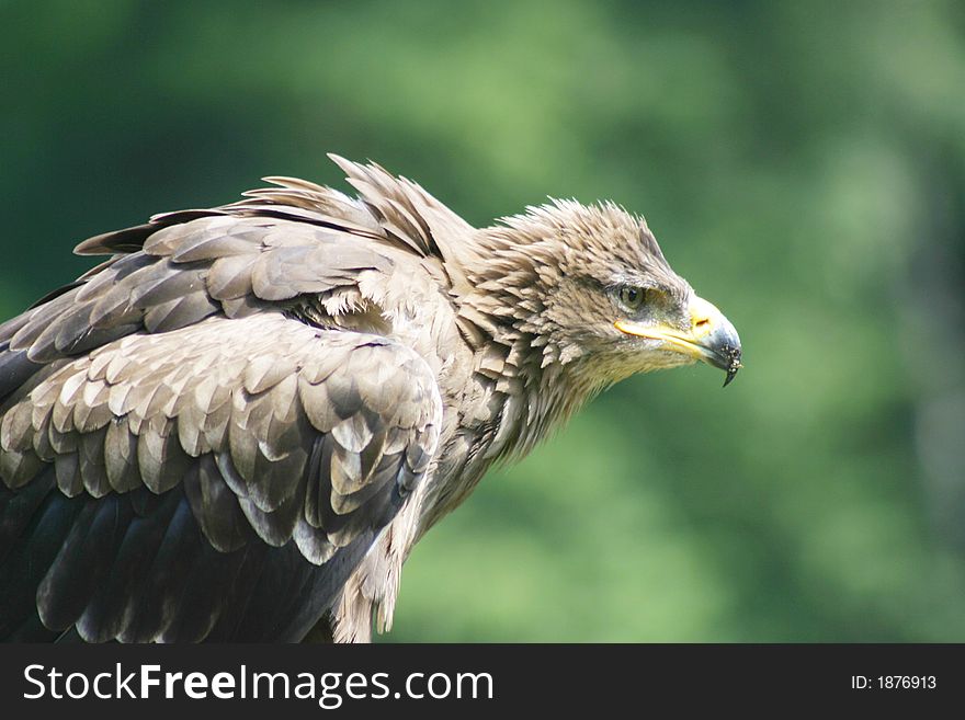 Big young eagle. Freedom animals