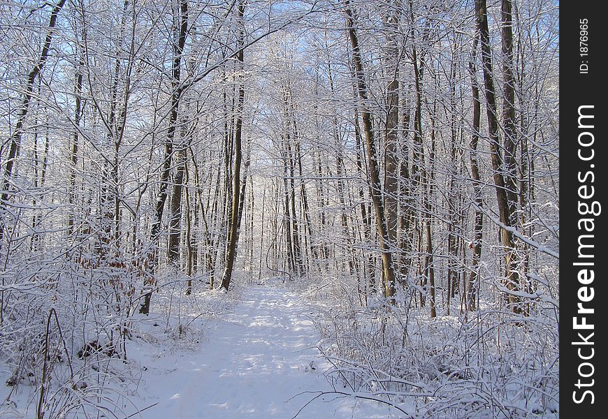 A snowy path through the forest in early morning. A snowy path through the forest in early morning