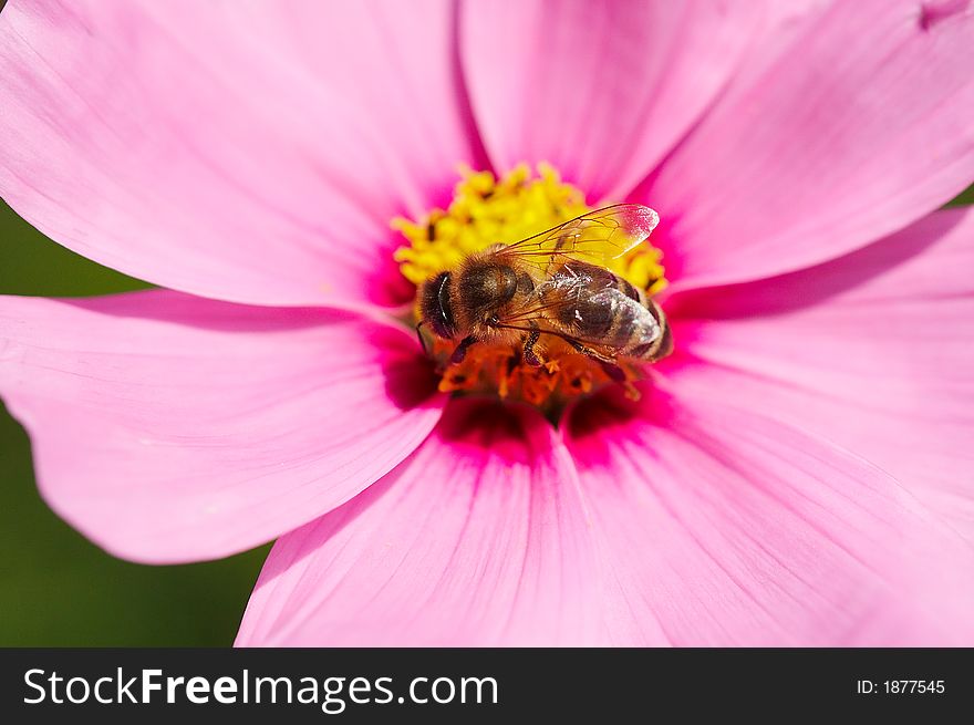 Bee on flower of Cosmos Cav.