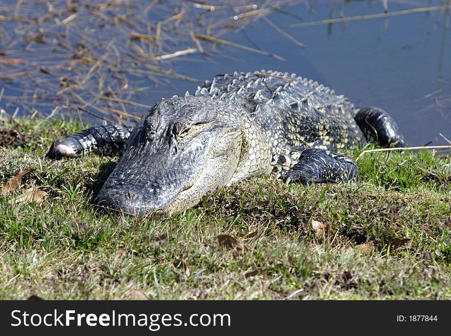 Gator on lakebank on golfcourse with missing fight front foot. Gator on lakebank on golfcourse with missing fight front foot