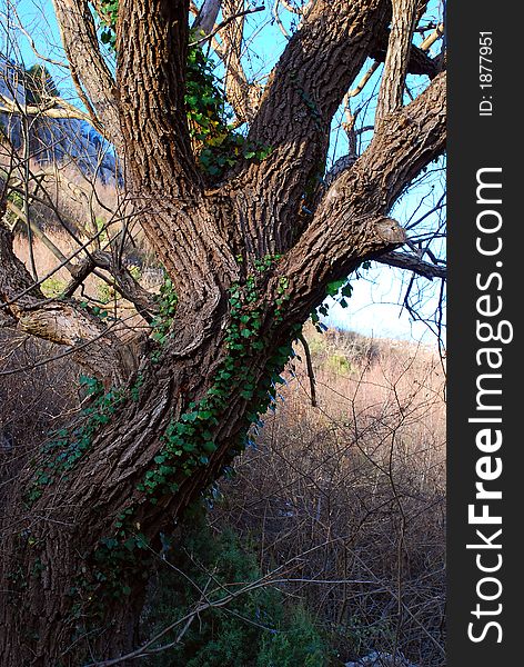 Details on tree branches and moss