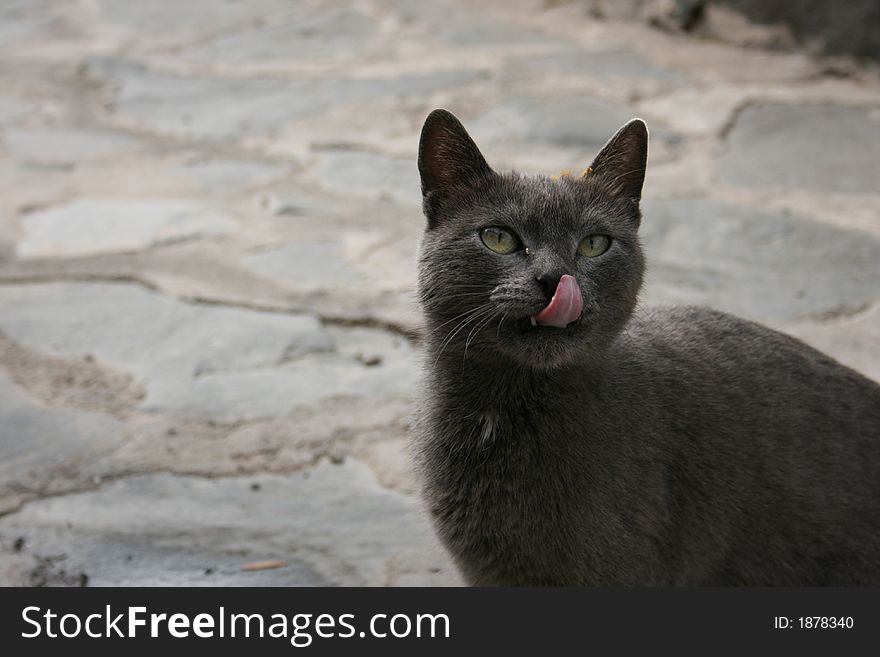 A grey cat sticking her tongue out