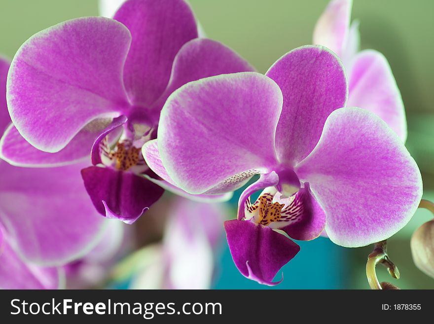 Beautiful and colorful orchids for background use. Concept: Beauty. Beautiful and colorful orchids for background use. Concept: Beauty