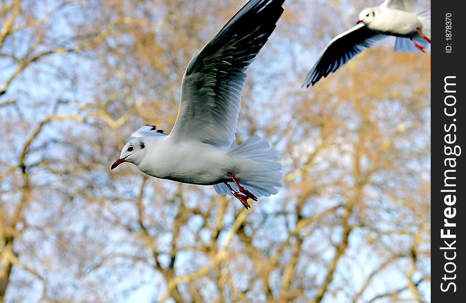 Sea-gulls 3
