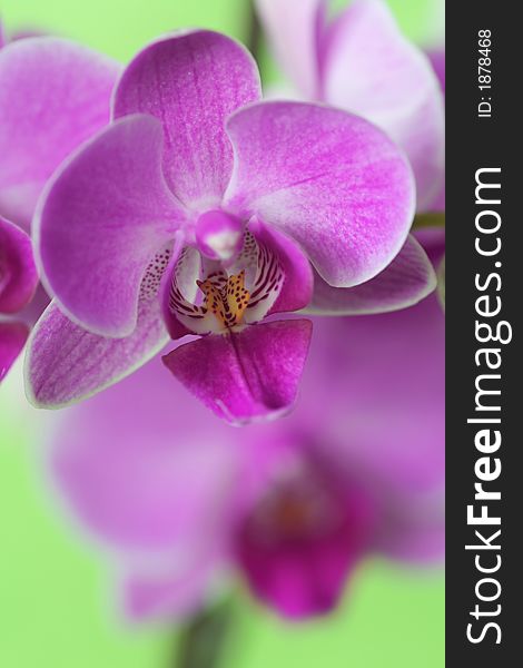 Beautiful and colorful orchids for background use. Concept: Beauty. Beautiful and colorful orchids for background use. Concept: Beauty