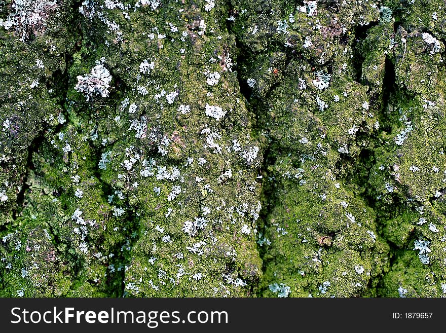 Bark And Moss With Lichen