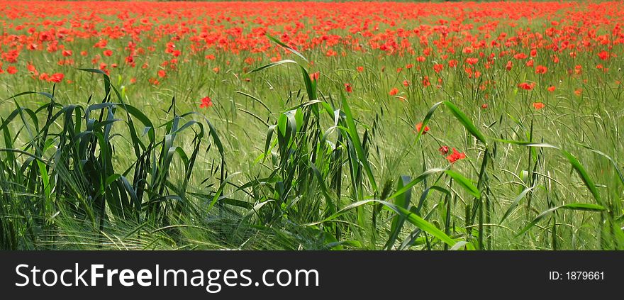 A field of red poppies