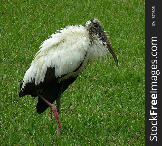 Wood Ibis on a rainy day in Florida. Wood Ibis on a rainy day in Florida