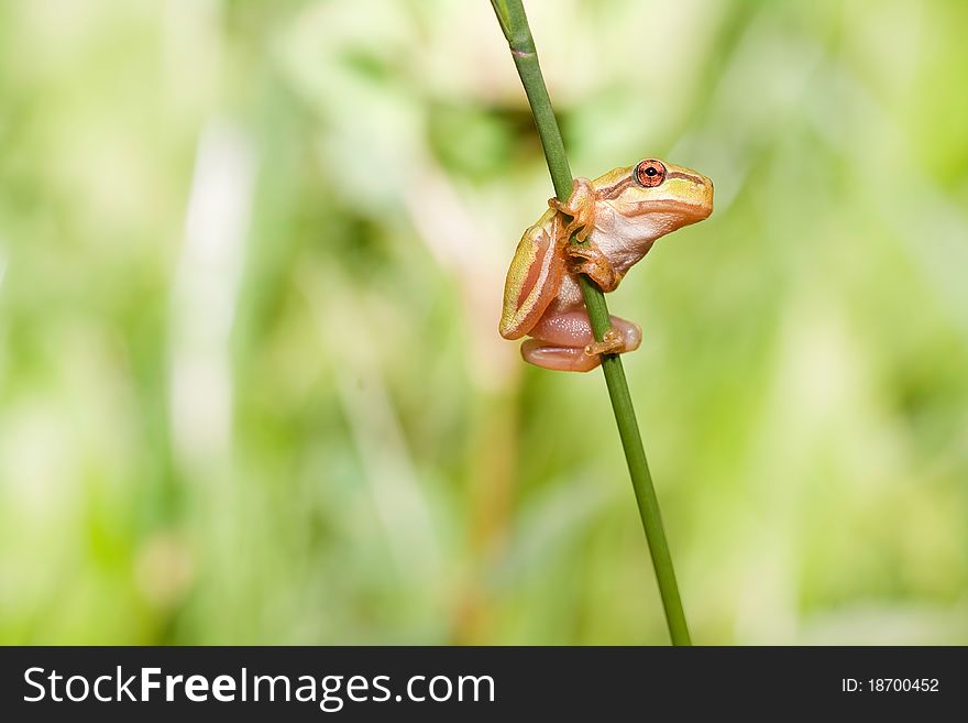 European foliage frog on the blade of grass seated