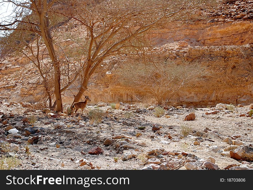 Little goat under tree in desert