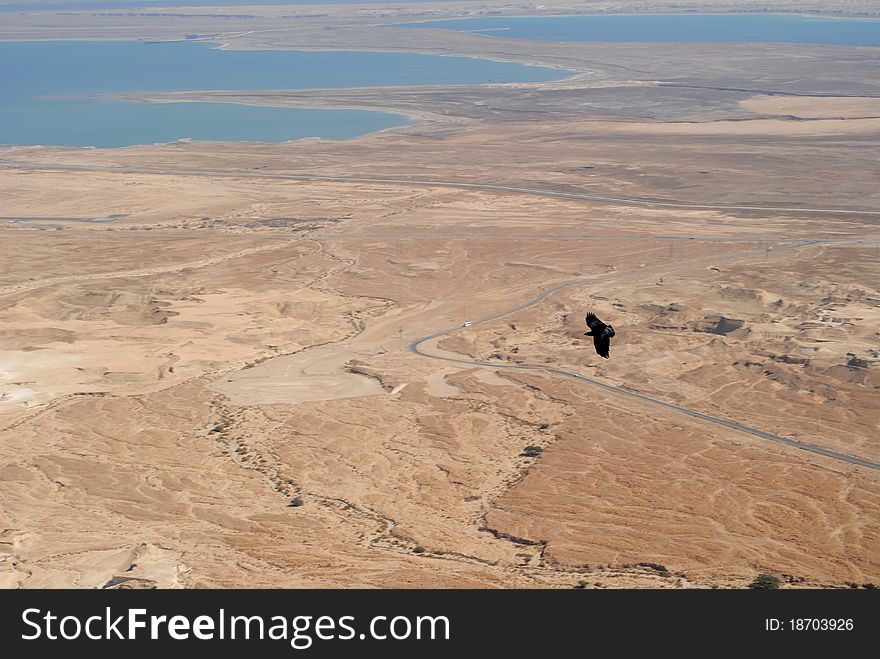 Crows flying over the dead sea