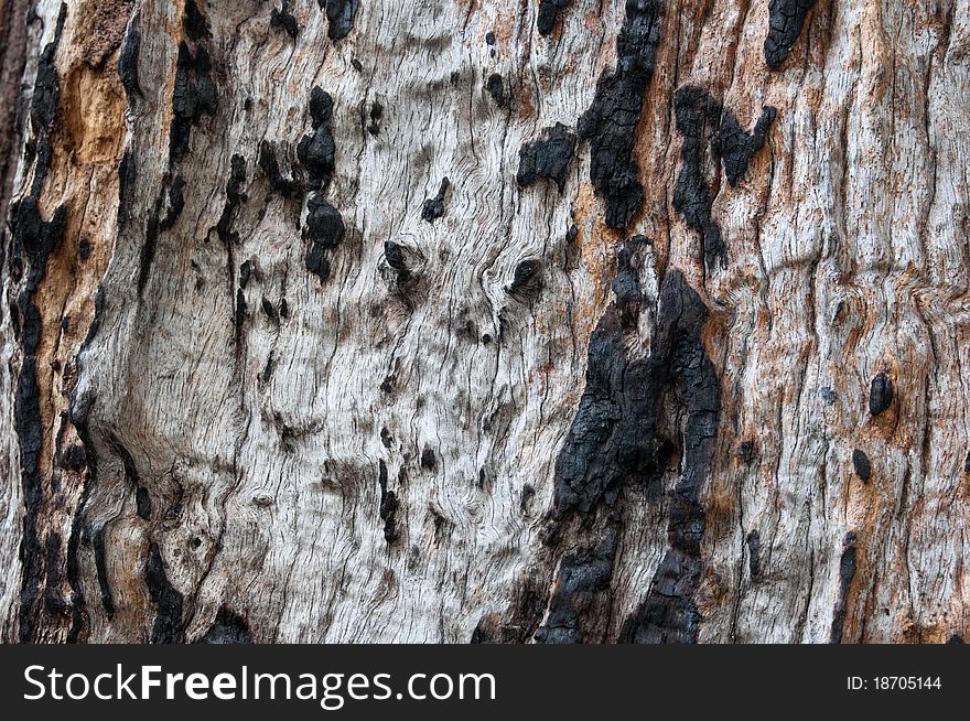 Old and barkless wood patching burned. Old and barkless wood patching burned