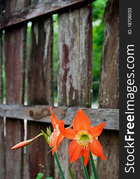 Orange flower near by the old wooden fence. Orange flower near by the old wooden fence.