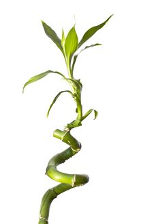 Bamboo Royalty Free Stock Photography Bamboo Royalty Free Stock Photography