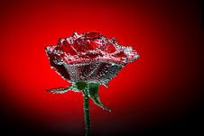 Rose With Water Drops Royalty Free Stock Photos Rose With Water Drops Royalty Free Stock Photos
