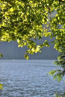 Green Leaf Near Lake Royalty Free Stock Photos Green Leaf Near Lake Royalty Free Stock Photos