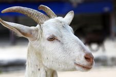Goat, Close-up. Royalty Free Stock Photo
