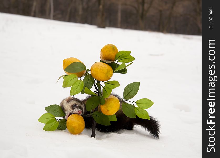 Ferret eats a lemon in the winter forest, funny hunting