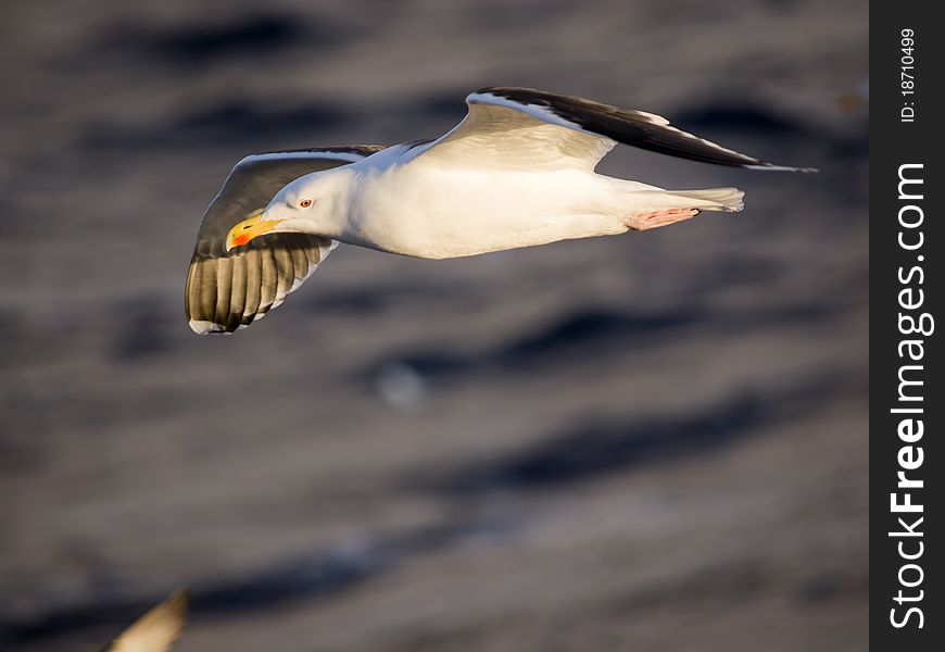 Seagull Flying Over The Ocean