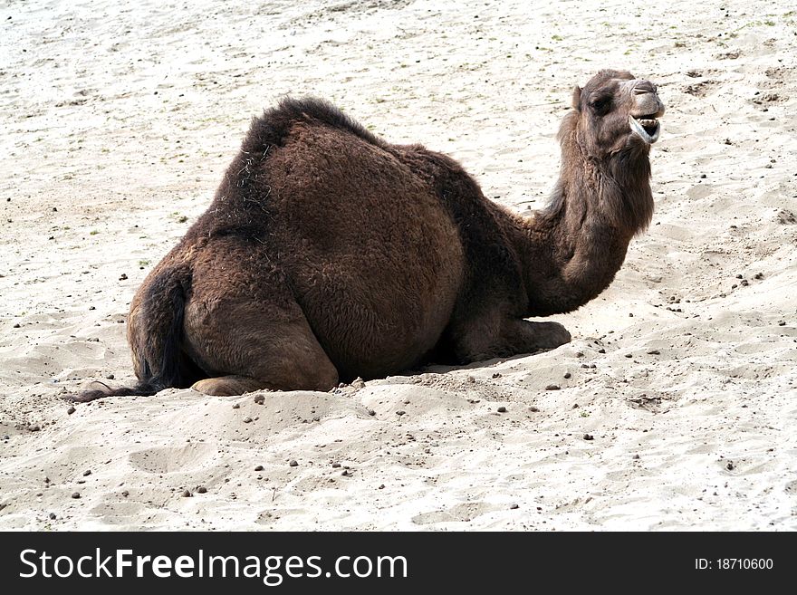 Camel